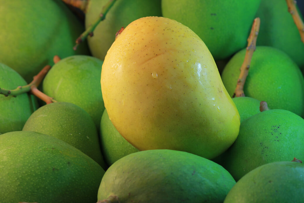 Yellow mango green mangoes